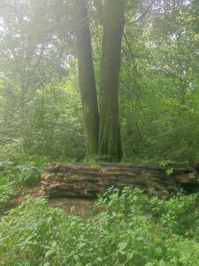 Stille Kraft, pepp7 Inge Trunk